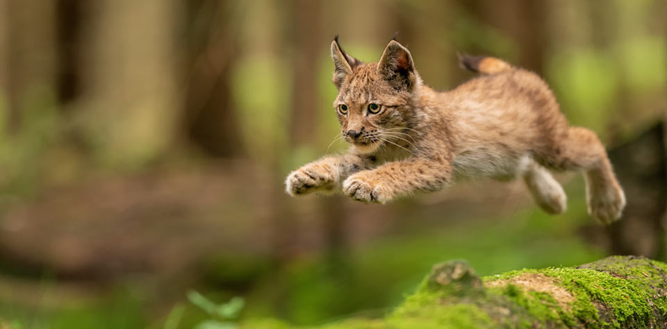 Luchse im Pfälzerwald