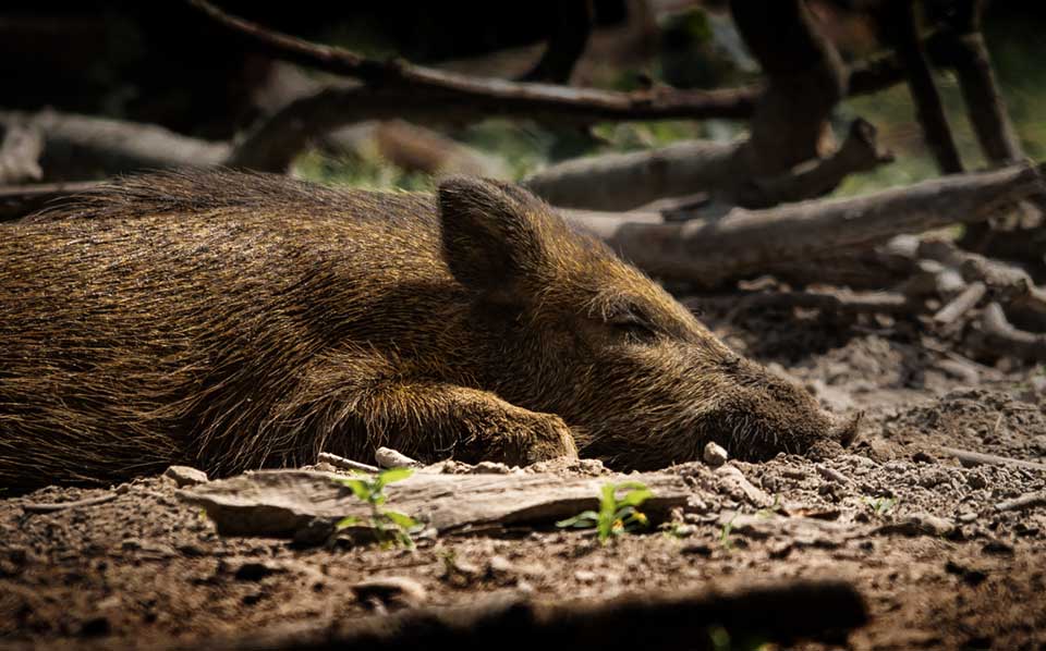 Schlafendes Wildschwein